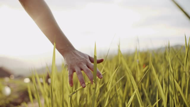 手抚摸成熟的金色小麦植物在美丽的日落视频素材