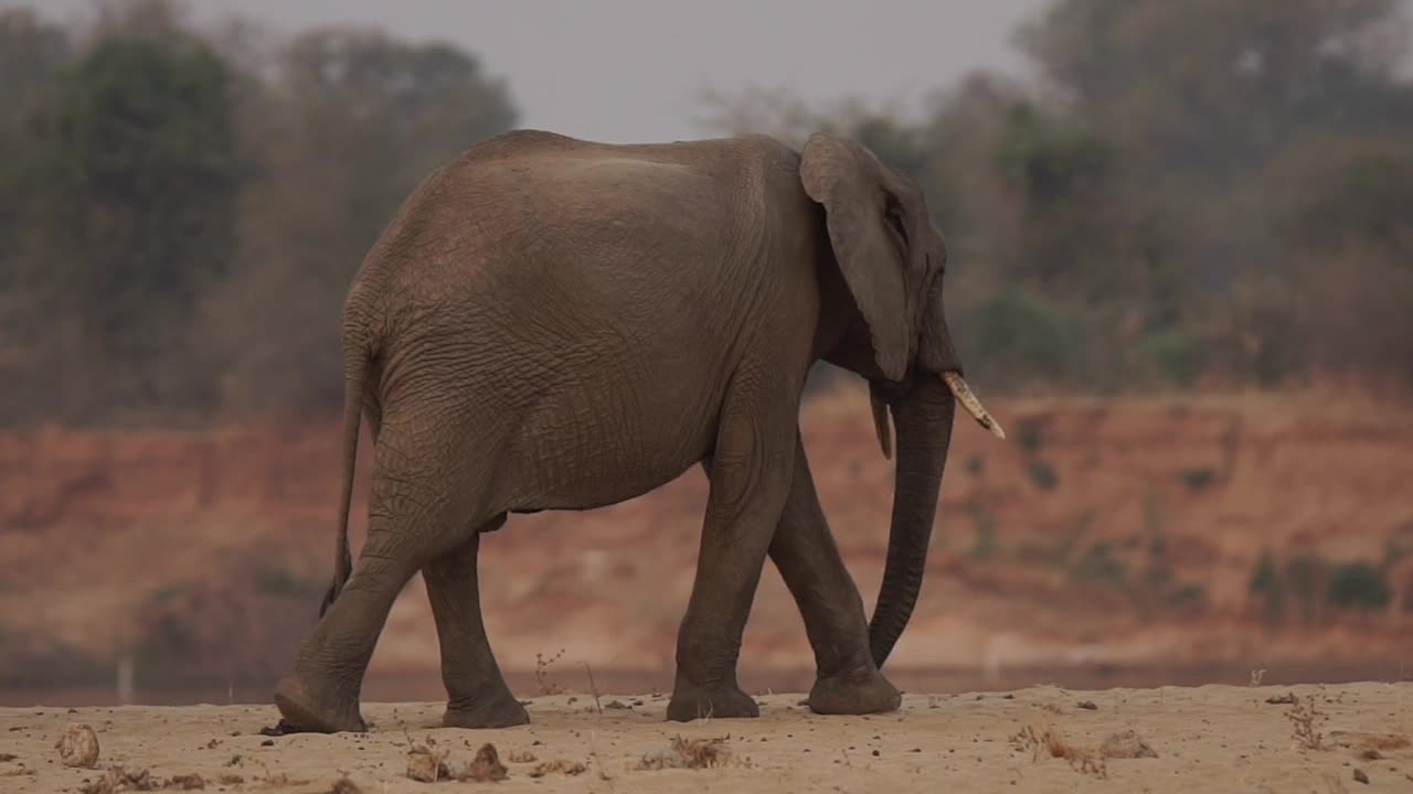 非洲-大象行走和移动视频素材