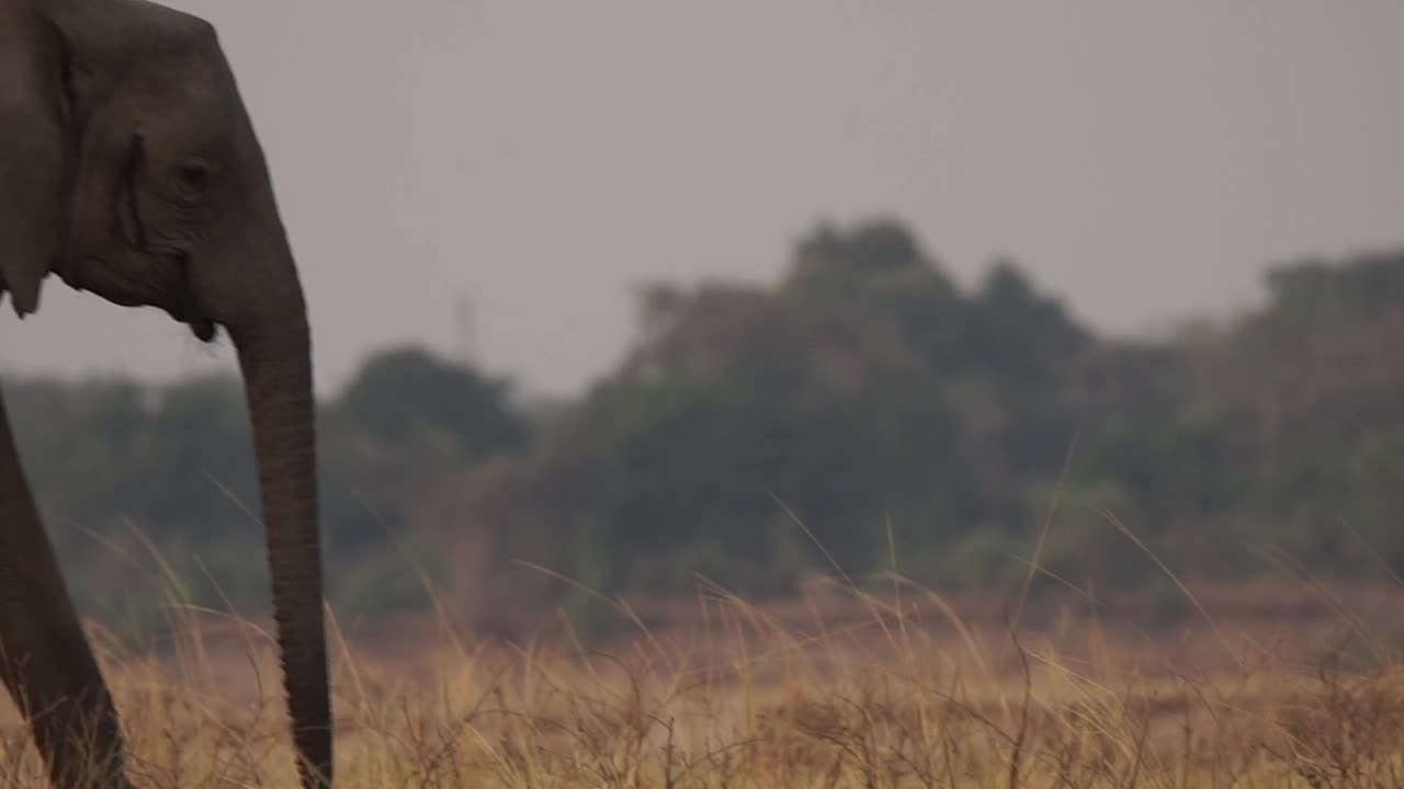 非洲-大象行走和移动视频素材