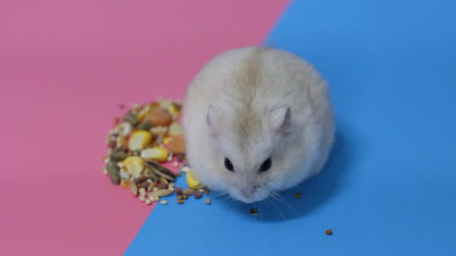 侏儒毛茸茸的仓鼠吃谷物在粉红色和蓝色的背景视频素材