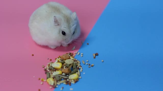 侏儒毛茸茸的仓鼠吃谷物在粉红色和蓝色的背景，正面视图视频素材