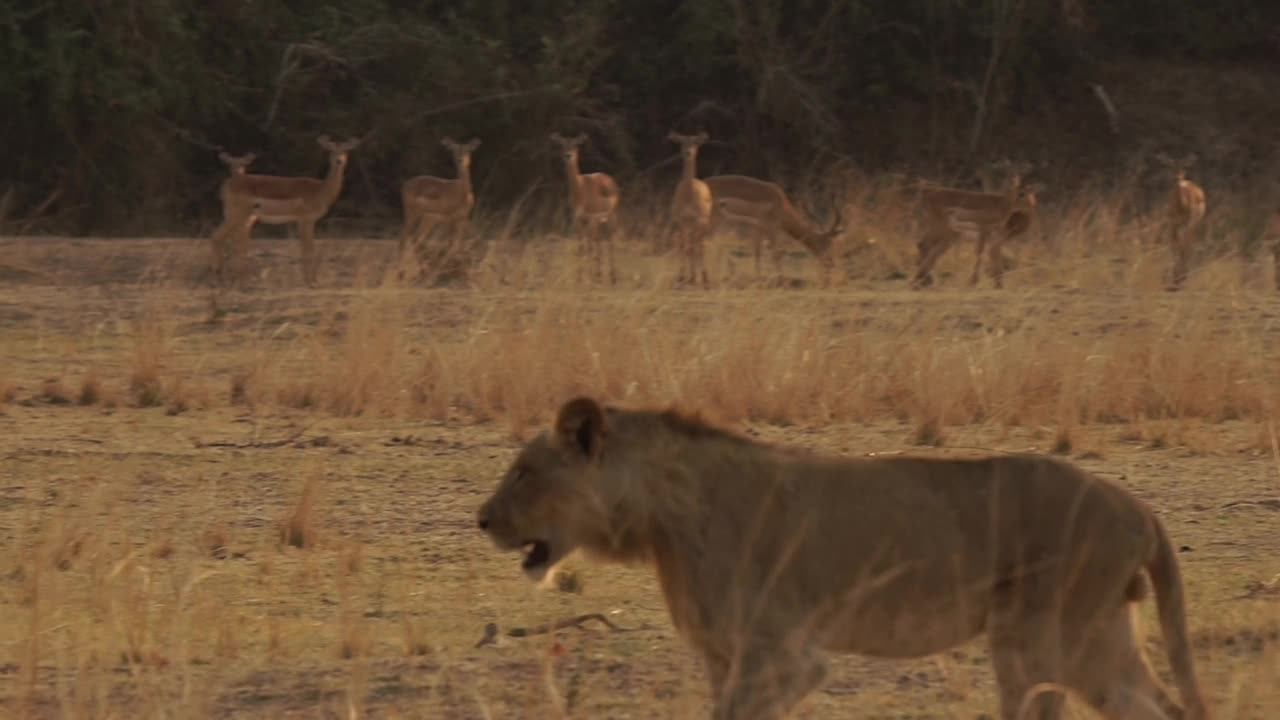 非洲-狮子行走和鹿视频素材