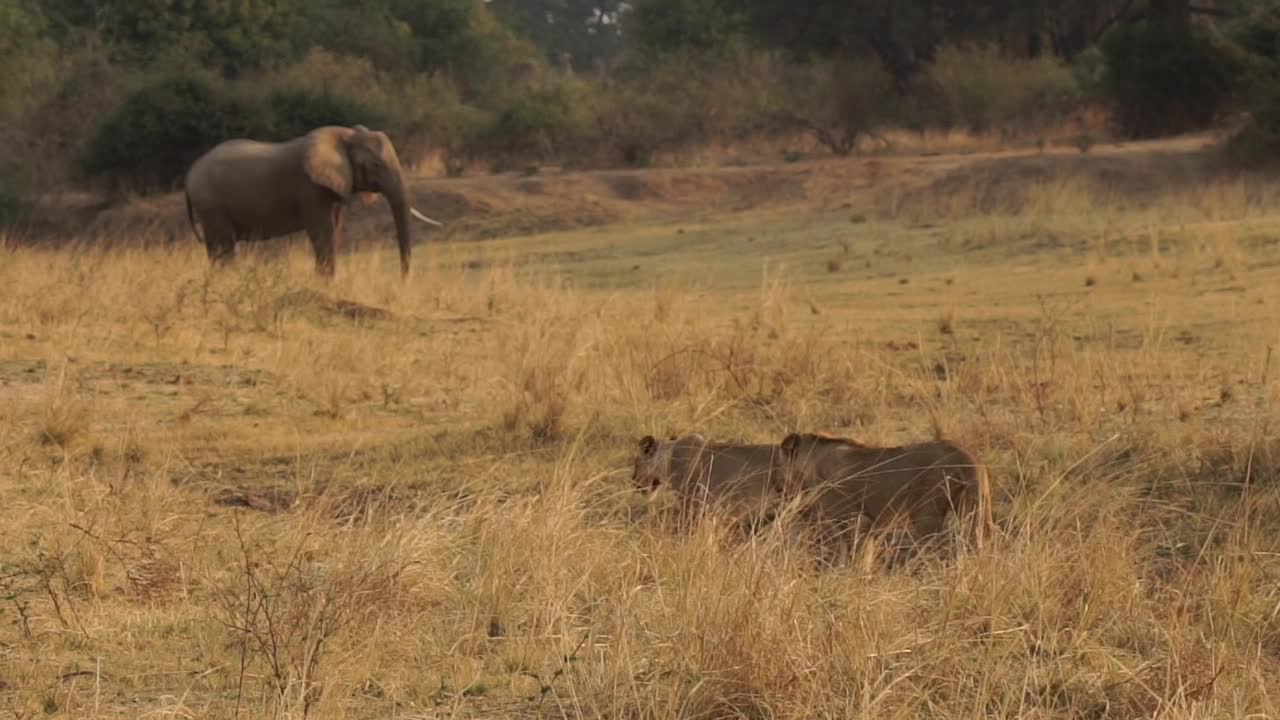 非洲-大象和狮子走路视频下载