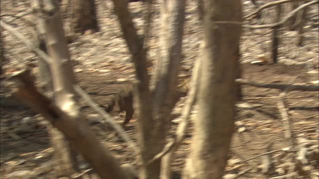 豺狼跑进了树林视频素材