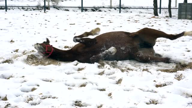 那匹欢快的马躺在雪地里视频下载