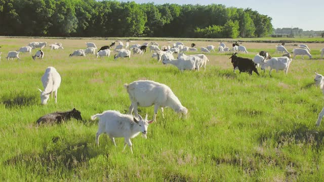 山羊在草地上吃草视频下载