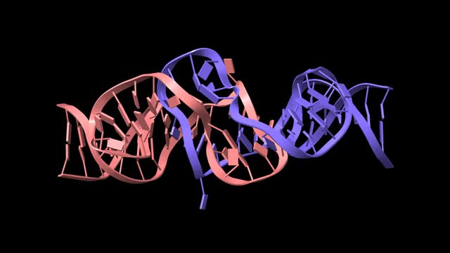 Holliday连接由端粒DNA形成视频素材
