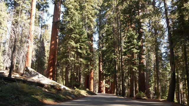 红杉林，红杉树在国家公园，北加州，美国。国王峡谷附近的古老森林。徒步旅行和远足旅游。特有的大型针叶松，树干高大视频素材