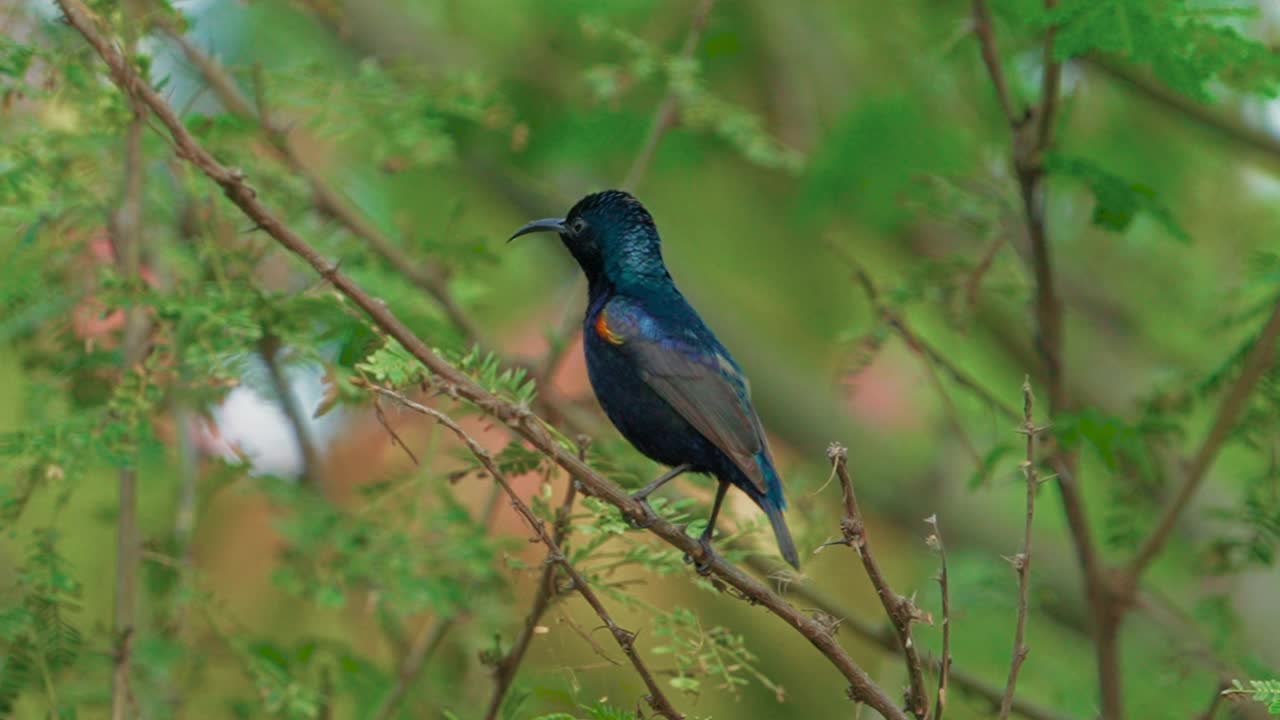 在慢镜头中，紫色的太阳鸟栖息在一棵树上视频下载