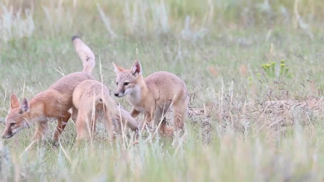 狐幼崽在它们的窝里视频下载