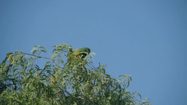 金刚鹦鹉在树上飞的慢镜头视频素材