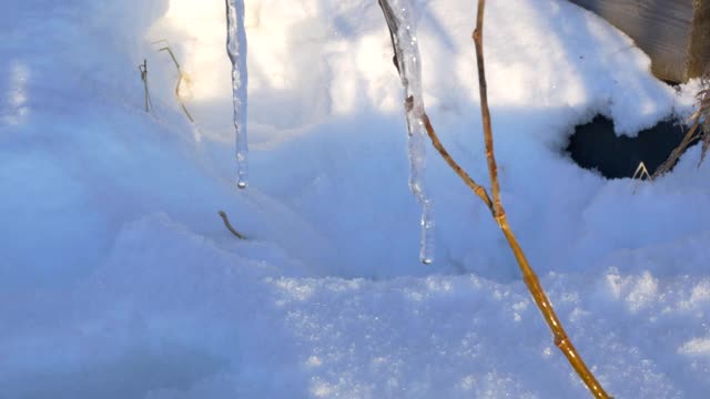 春天融化的冰柱。树枝上融化的雪片视频素材