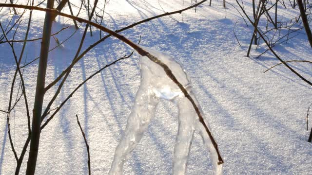 冻枝在冰里，春雪融化视频素材