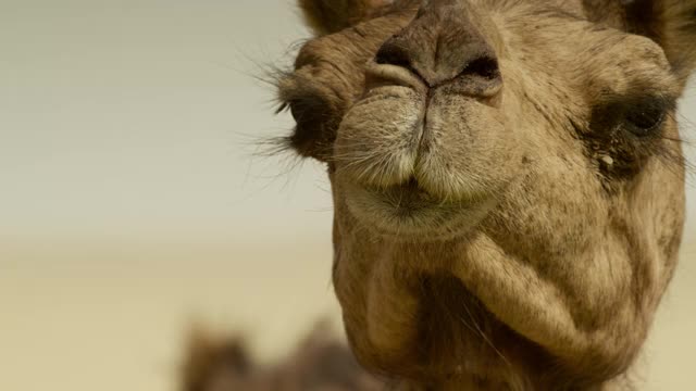骆驼头环顾四周，印度。视频下载