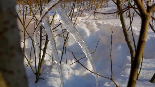 树枝上有融化的雪视频素材
