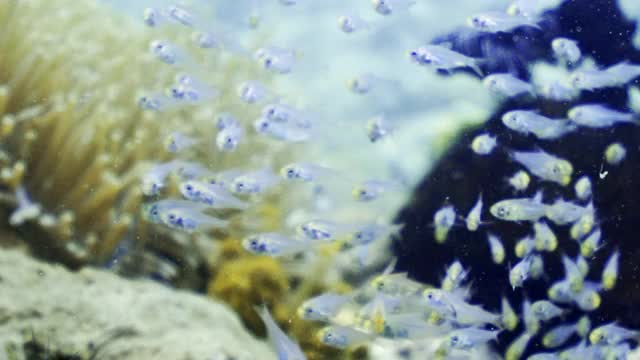 在印度尼西亚库塔的清澈水中，一群银色透明的小鱼在黄色的海葵前游泳视频下载