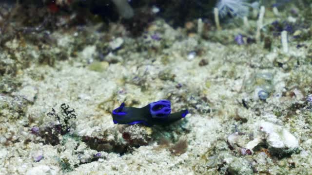 阳光下，一只令人惊叹的黑色和紫色海蛞蝓在沙地海底移动视频下载