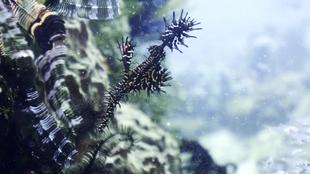 印度尼西亚库塔，一只令人惊叹的黑白条纹、有鳍和尖刺的海洋生物漂浮在海洋植物群和一群小鱼旁视频下载