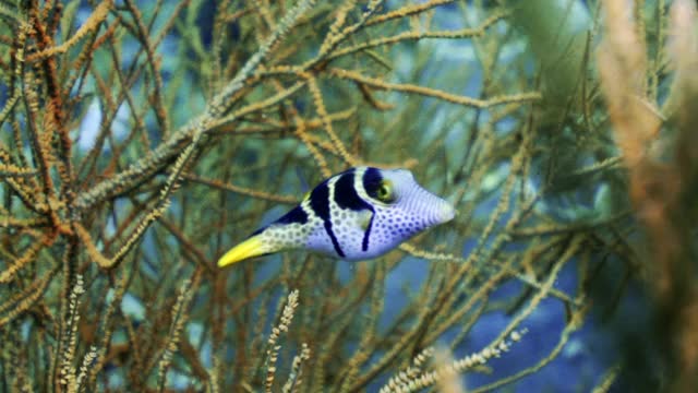 印度尼西亚库塔，一条有着黑色条纹和黄色条纹的极其美丽的鱼在海洋植物周围游动视频下载