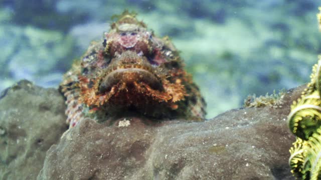 印度尼西亚库塔，一条彩色的小蝎子鱼在水晶般的海水底部的岩石上窥视视频下载