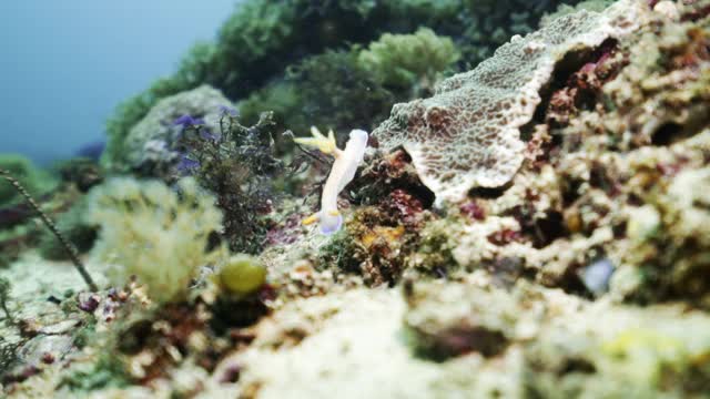 一只奇怪的白色黄色海蛞蝓在游动的海葵和各种郁郁葱葱的海洋植物附近看着珊瑚礁视频下载