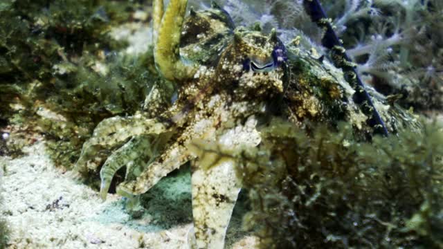 在印度尼西亚库塔，一个迷人的视图，硬皮乌贼隐藏在海洋植物的沙质海底水晶水视频下载