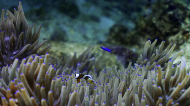 印度尼西亚库塔，一条小鱼在清澈的水中围绕着一只充满活力的海葵游动视频下载