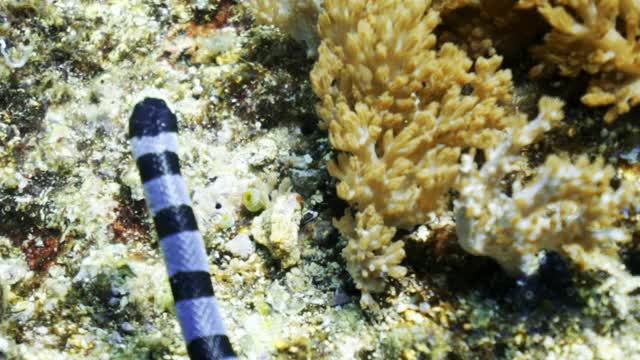 引人注目的带状海金环鱼游泳在令人惊叹的珊瑚和贝壳上轻轻摇摆海葵在阳光-库塔，印度尼西亚视频下载