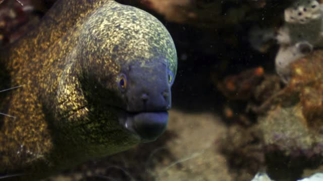 印度尼西亚库塔，一个巨大的紫色和黄色的海鳗在大簇珊瑚前的水流中移动的惊人的特写视频下载
