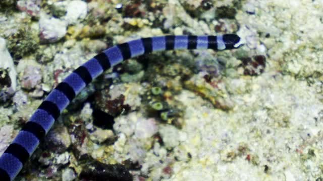 一条弯曲的带状海金环蛇在海底游泳在一个白色的珊瑚礁上的阳光-库塔，印度尼西亚视频下载