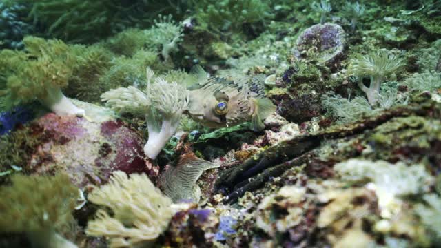 印度尼西亚库塔，在郁郁葱葱的珊瑚礁上，一只小蓝眼河豚在海葵旁边游动视频下载