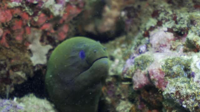 这是印度尼西亚库塔水下明亮阳光下，一条肥胖的绿色海鳗从色彩斑斓的硬壳珊瑚礁中突出来的迷人特写视频下载