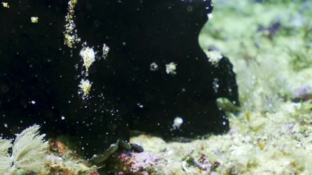 印度尼西亚库塔，阳光普照的沙质海底，一条背部长有尖刺和紫色眼睛的醒目圆形黑鱼视频下载