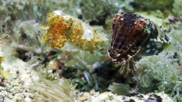 一只棕色墨鱼和一只黄色墨鱼的特写在水下阳光下漂浮在摇曳的海洋植物之上-库塔，印度尼西亚视频下载