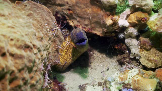 在印度尼西亚库塔的阳光下，一条华丽的紫色海鳗，金色的身体，从洞穴中伸出，朝着带条纹的虾伸展视频下载