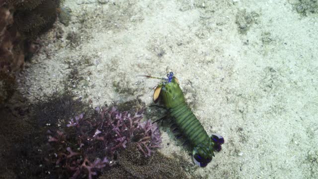 印度尼西亚库塔，一只绿色的小龙虾在海底的阳光下沿着海洋的叶子游动视频下载