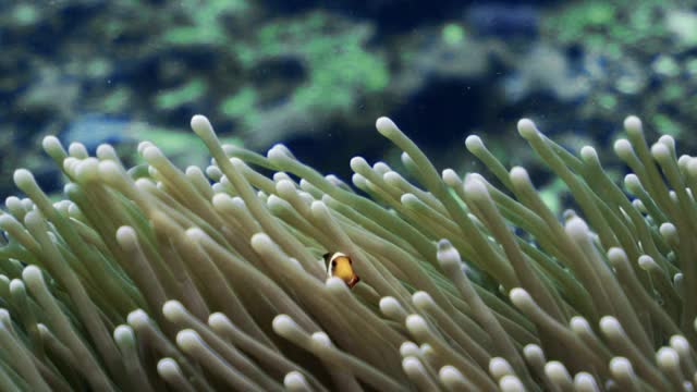 在可爱的珊瑚礁前，可爱的小小丑鱼从舞动的绿色海葵中探出头来视频下载