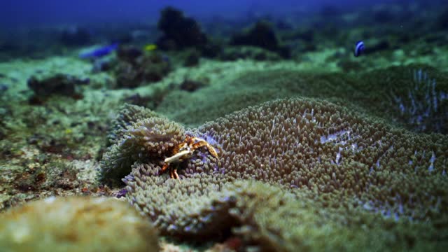 在印度尼西亚库塔的深蓝水域，一只藏在舞动的海葵中的橙色龙虾和附近成群游泳的小丑鱼和小热带鱼视频下载