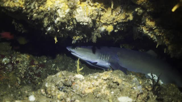 印度尼西亚库塔，一条尖鼻灰鲨隐藏在暗色海水坚硬的珊瑚礁深处的裂缝中视频下载