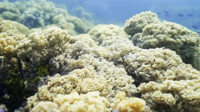 在印度尼西亚库塔的阳光下，在深蓝色的海水和鱼群前，蓬松的海葵在湍急的水流中波浪视频下载