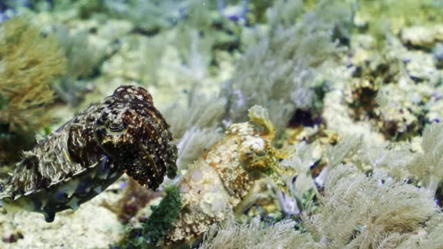 一个近距离的两壳彩色墨鱼漂流在摇动的海洋植物在水下阳光-库塔，印度尼西亚视频下载
