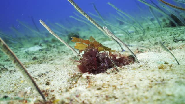 在印度尼西亚库塔的海中，一群红海海藻附近的海洋植物在洋流中移动，这是一个引人注目的水下景观视频下载