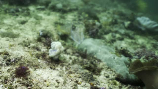 印度尼西亚库塔，一条小的伪装乌贼在珊瑚和海洋植物的沙质海底快速游过视频素材