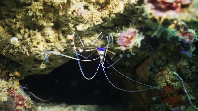 印度尼西亚库塔，一只带有长须的条纹热带虾沿着珊瑚礁游动视频下载