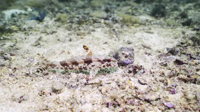 阳光普照的印尼库塔，一条灰色的小pictus鲶鱼在沙滩上游动视频下载