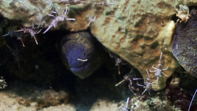 印度尼西亚库塔，一只美丽的大紫色海鳗，在岩石下的洞穴里，岩石上覆盖着小虾，鱼儿在上面游动视频下载