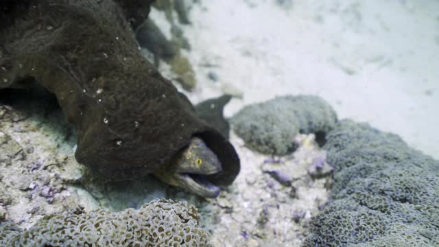 印度尼西亚库塔，一条海鳗隐藏在沙质海底的大块黑色珊瑚下视频下载