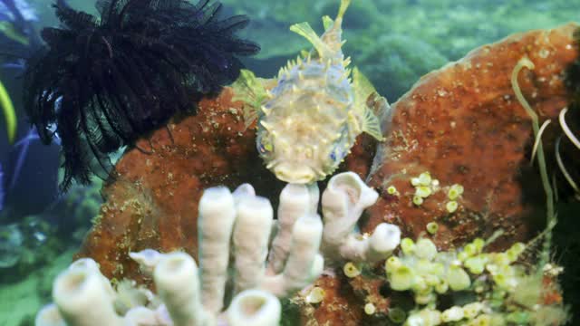 印度尼西亚库塔，一条小而尖的河豚鱼在红珊瑚和海葵上面休息，旁边还有一名潜水员视频下载
