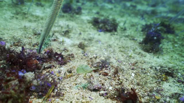 印度尼西亚库塔，一条头部带着魔杖的白色小鱼在沙底的海洋植物群中游动视频下载
