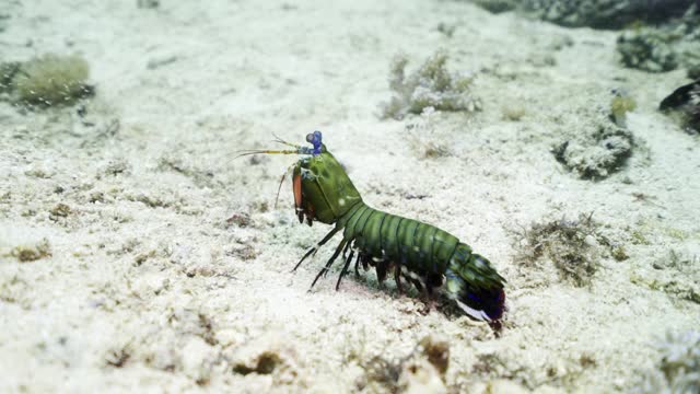 在印度尼西亚库塔的水下阳光下，一只绿色的小龙虾沿着海底的白色沙滩游动视频下载